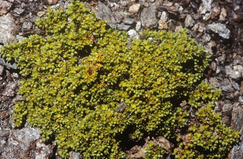 Herniaria alpina photo 7