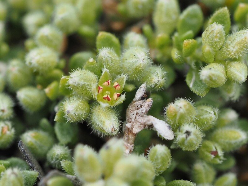 Herniaria alpina photo 8