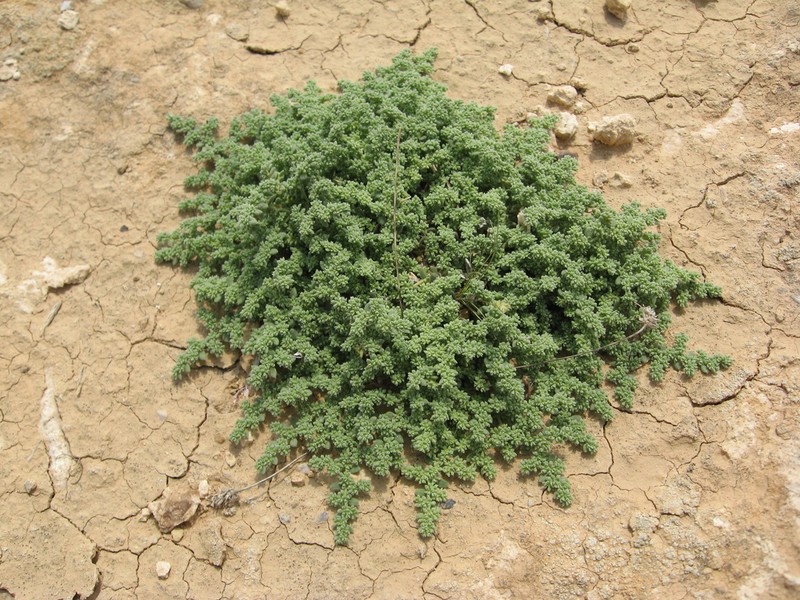 Herniaria arabica