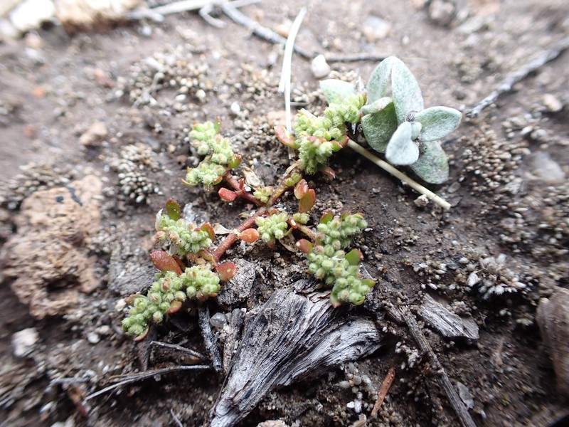 Herniaria austroamericana photo 2