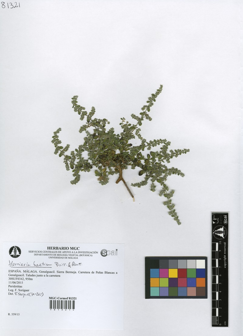 Herniaria baetica photo 2