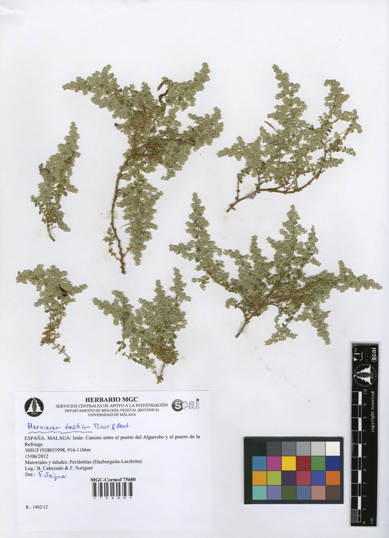 Herniaria baetica photo 3