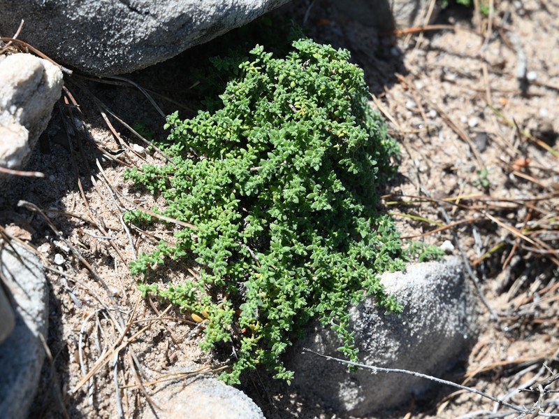 Herniaria baetica