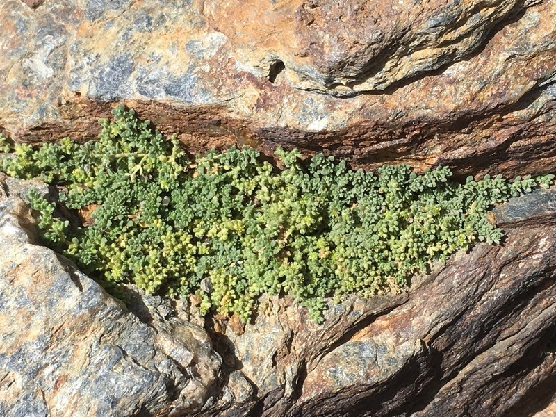 Herniaria boissieri