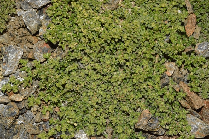 Herniaria boissieri photo 2