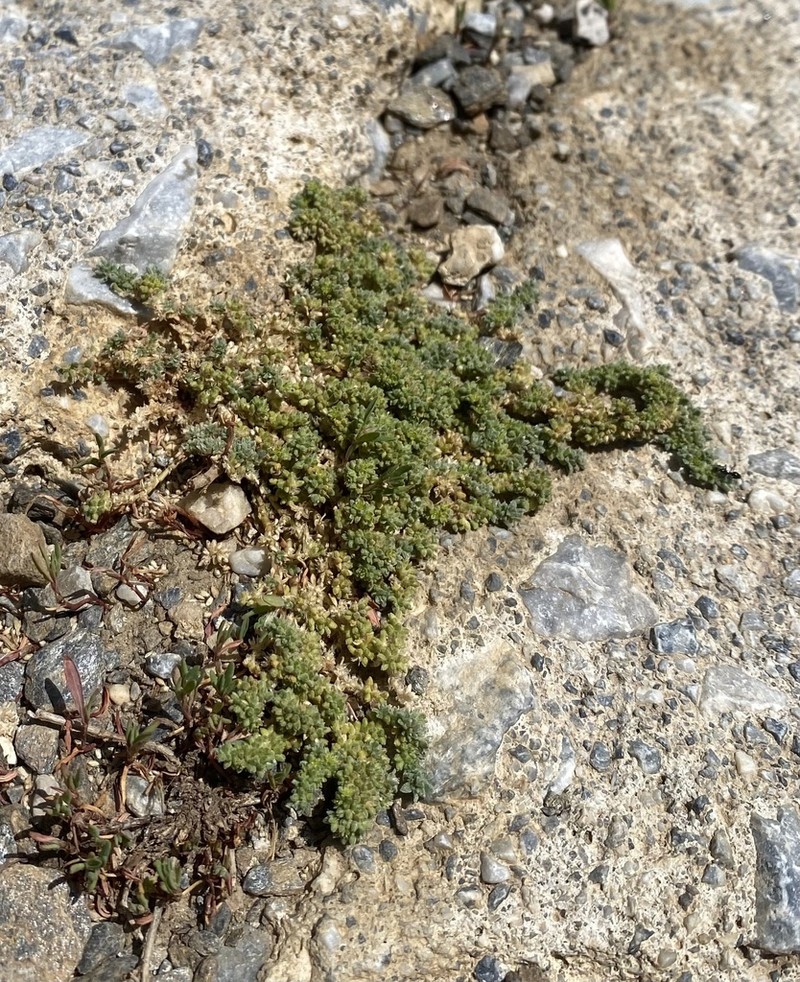 Herniaria boissieri photo 3
