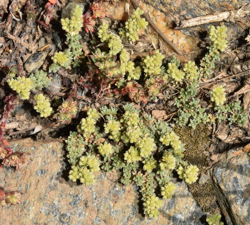 Herniaria boissieri photo 4