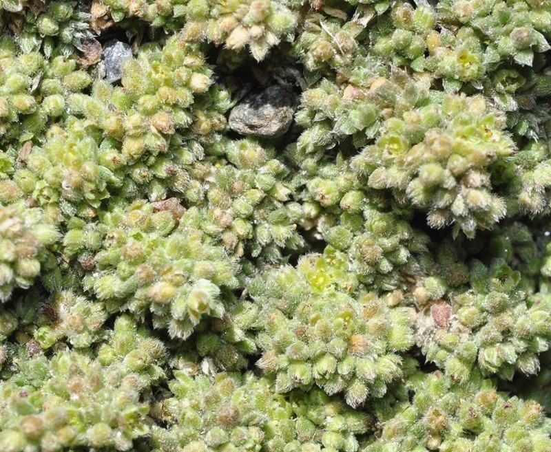 Herniaria boissieri photo 5