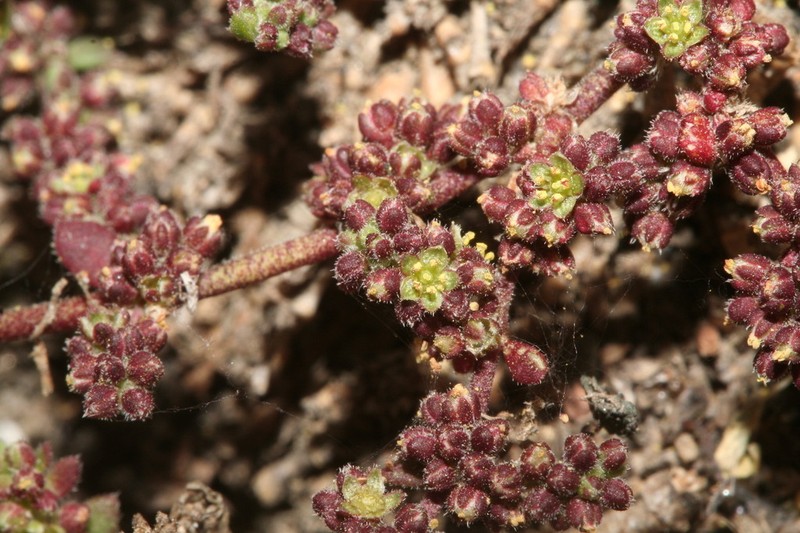 Herniaria boissieri photo 6