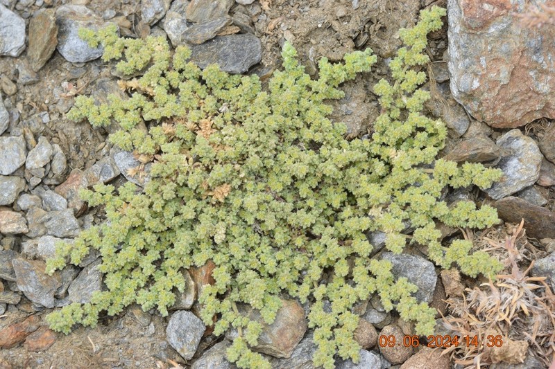 Herniaria boissieri photo 7