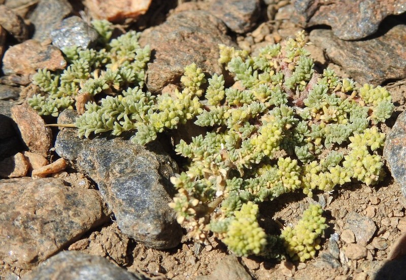 Herniaria boissieri photo 8
