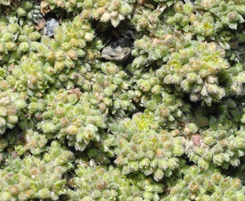 Herniaria boissieri subsp. boissieri