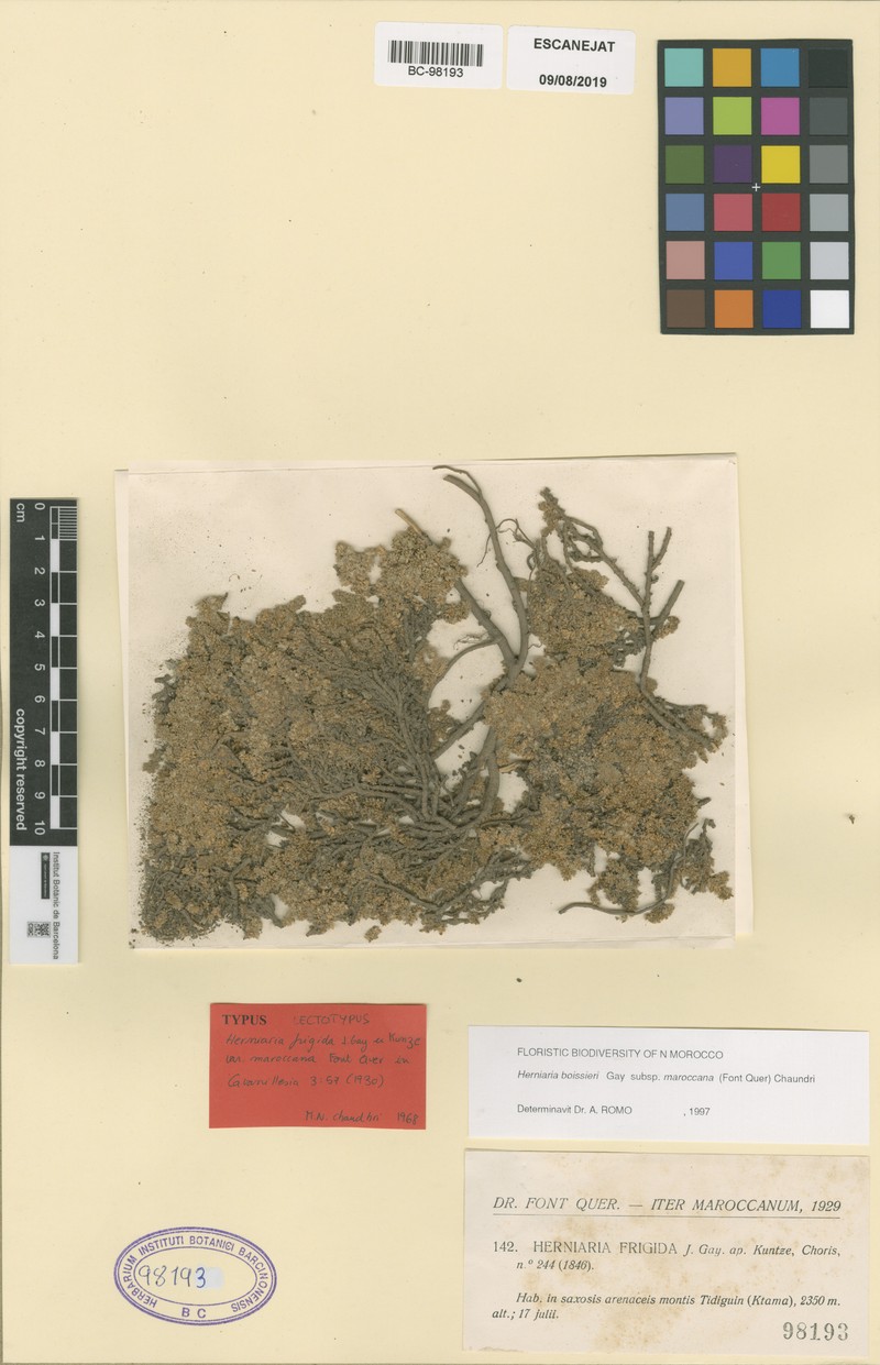 Herniaria boissieri subsp. maroccana