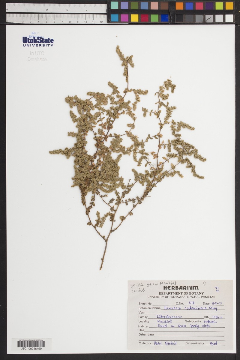 Herniaria cachemiriana