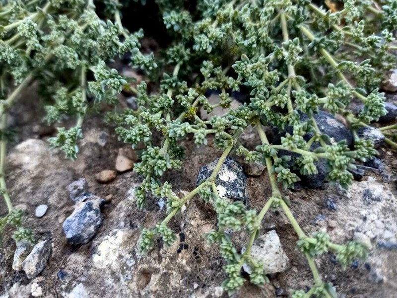 Herniaria canariensis