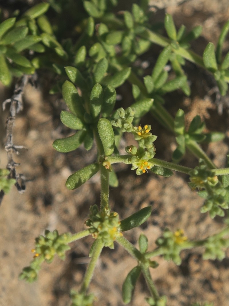 Herniaria canariensis photo 2