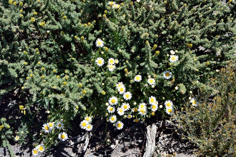 Herniaria canariensis photo 4