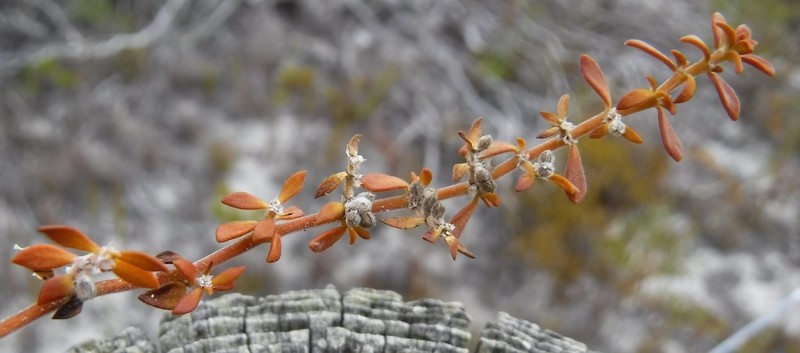 Herniaria capensis