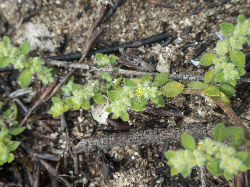Herniaria capensis photo 2