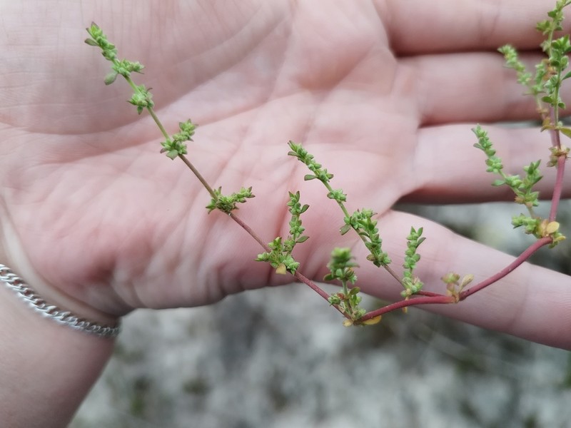 Herniaria capensis photo 4