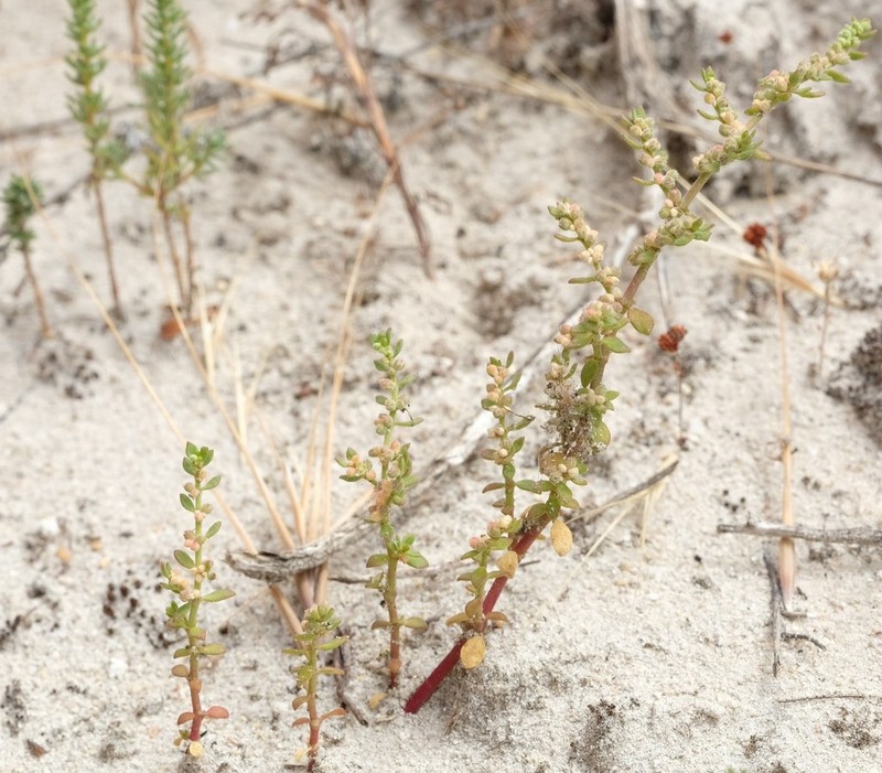 Herniaria capensis photo 5