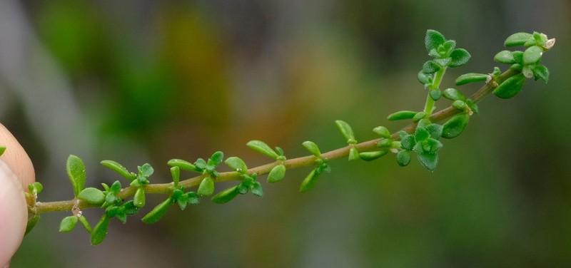 Herniaria capensis photo 7
