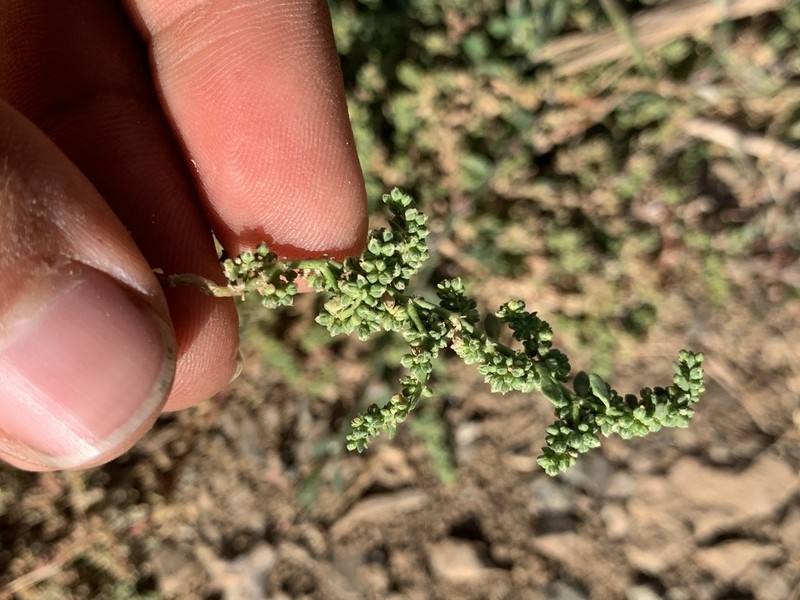 Herniaria caucasica photo 2