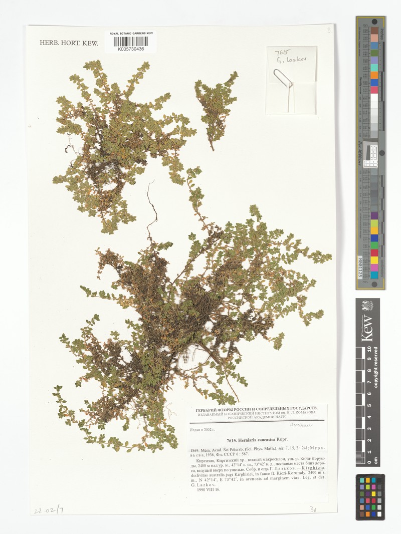 Herniaria caucasica photo 3