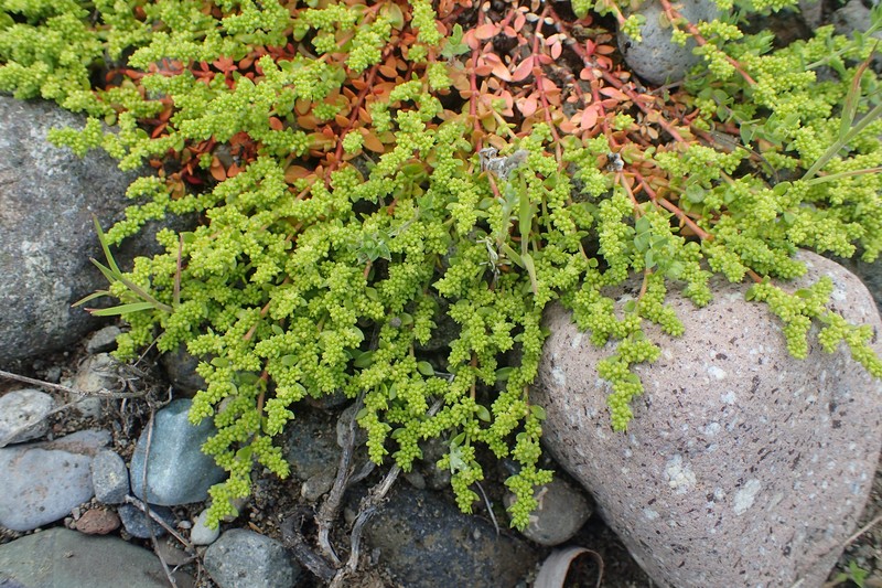 Herniaria caucasica