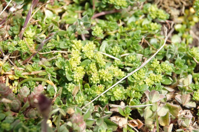 Herniaria ciliolata