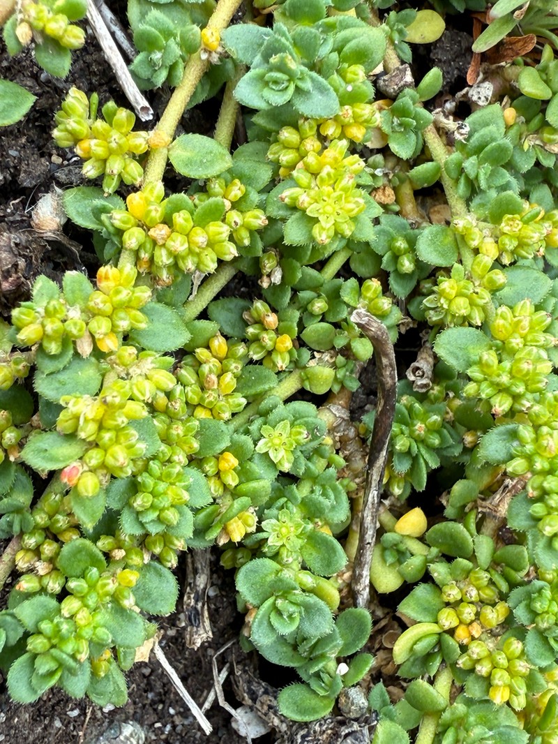 Herniaria ciliolata photo 2