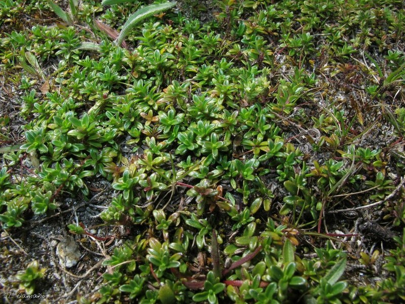 Herniaria ciliolata photo 3