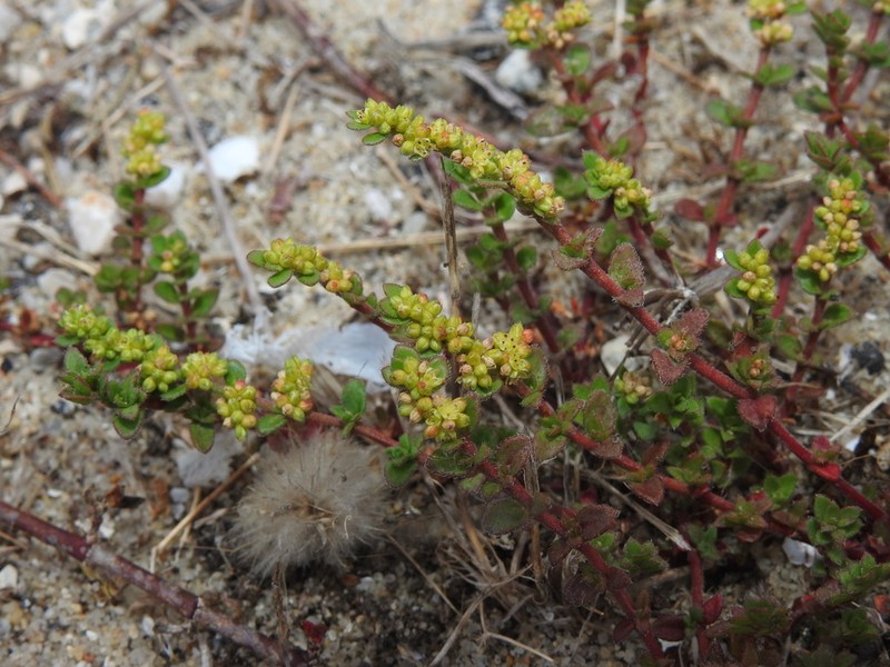 Herniaria ciliolata photo 4