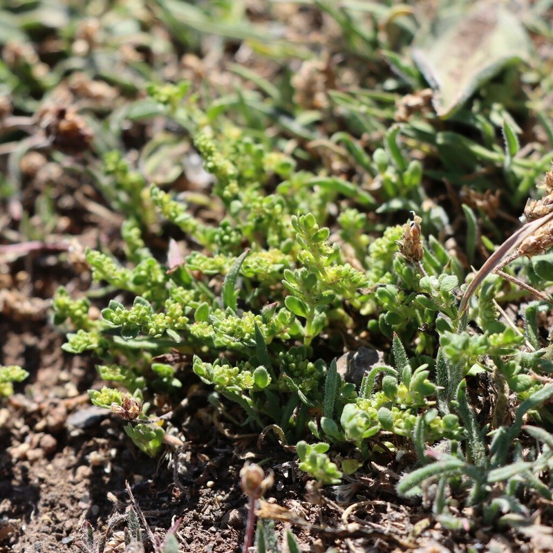 Herniaria ciliolata photo 5
