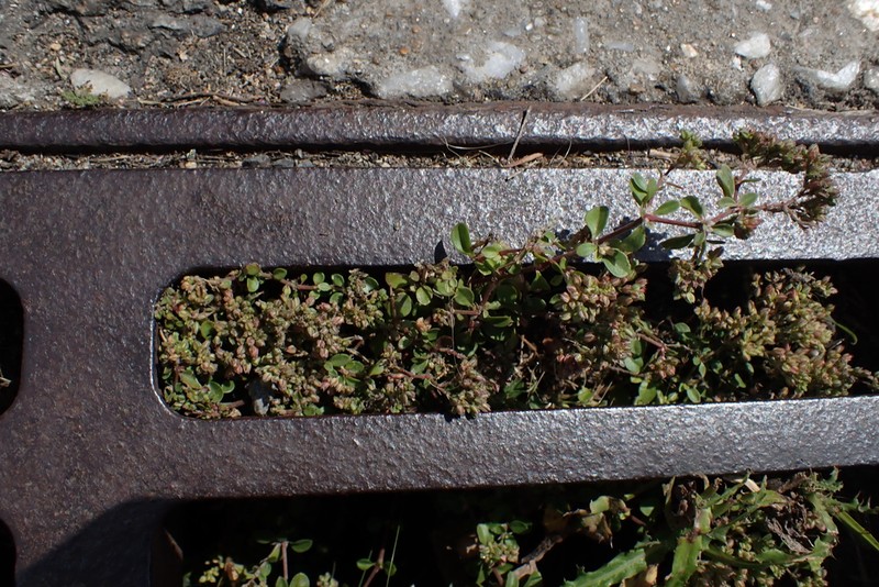 Herniaria ciliolata photo 6
