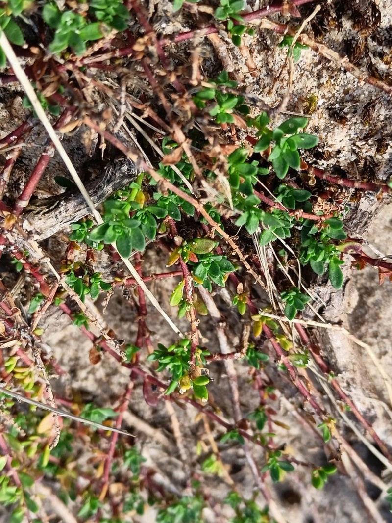 Herniaria ciliolata photo 7