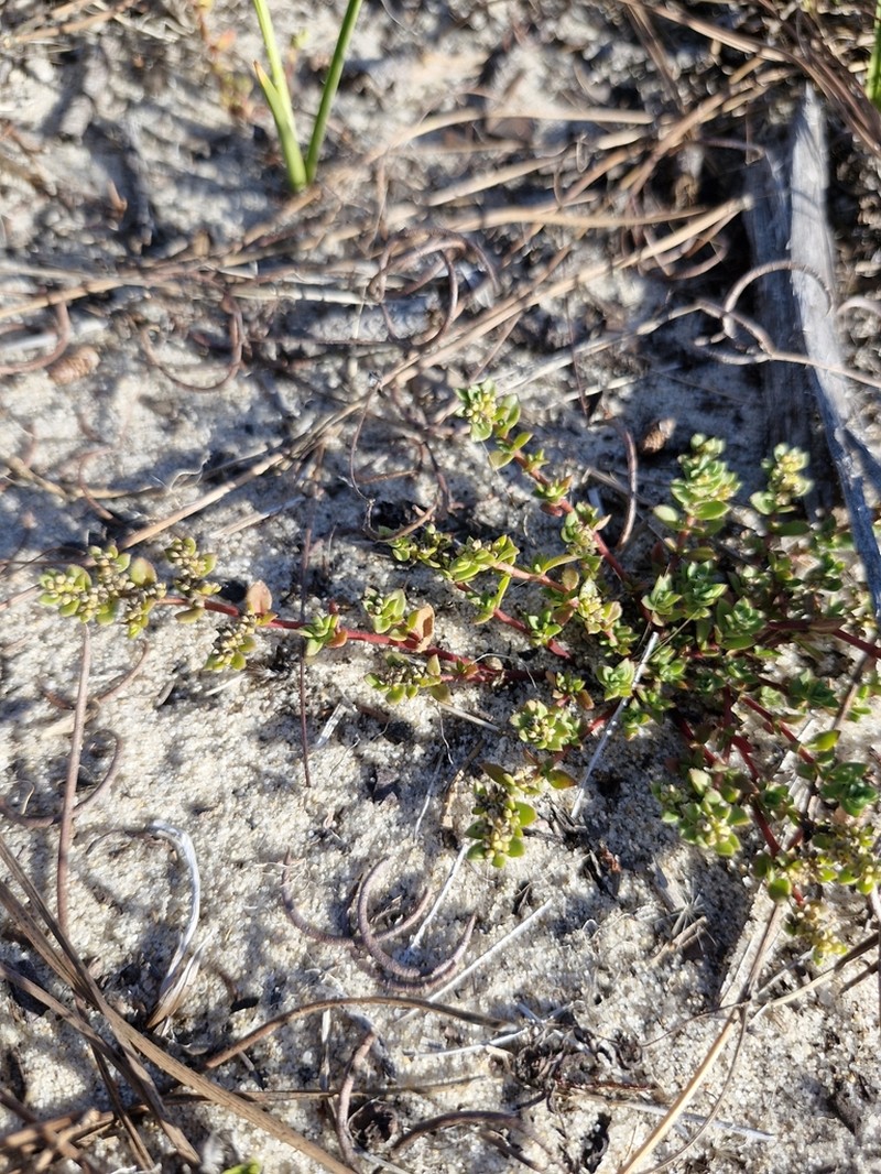 Herniaria ciliolata photo 8