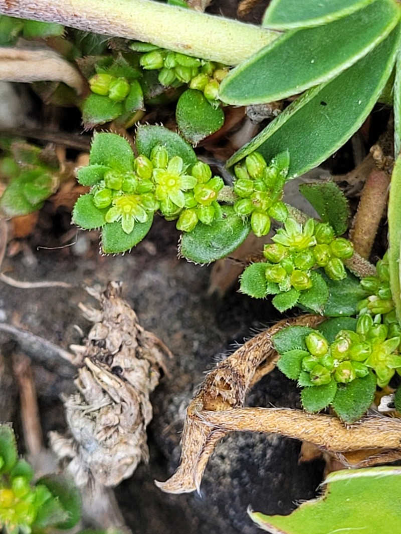 Herniaria ciliolata subsp. ciliolata photo 2