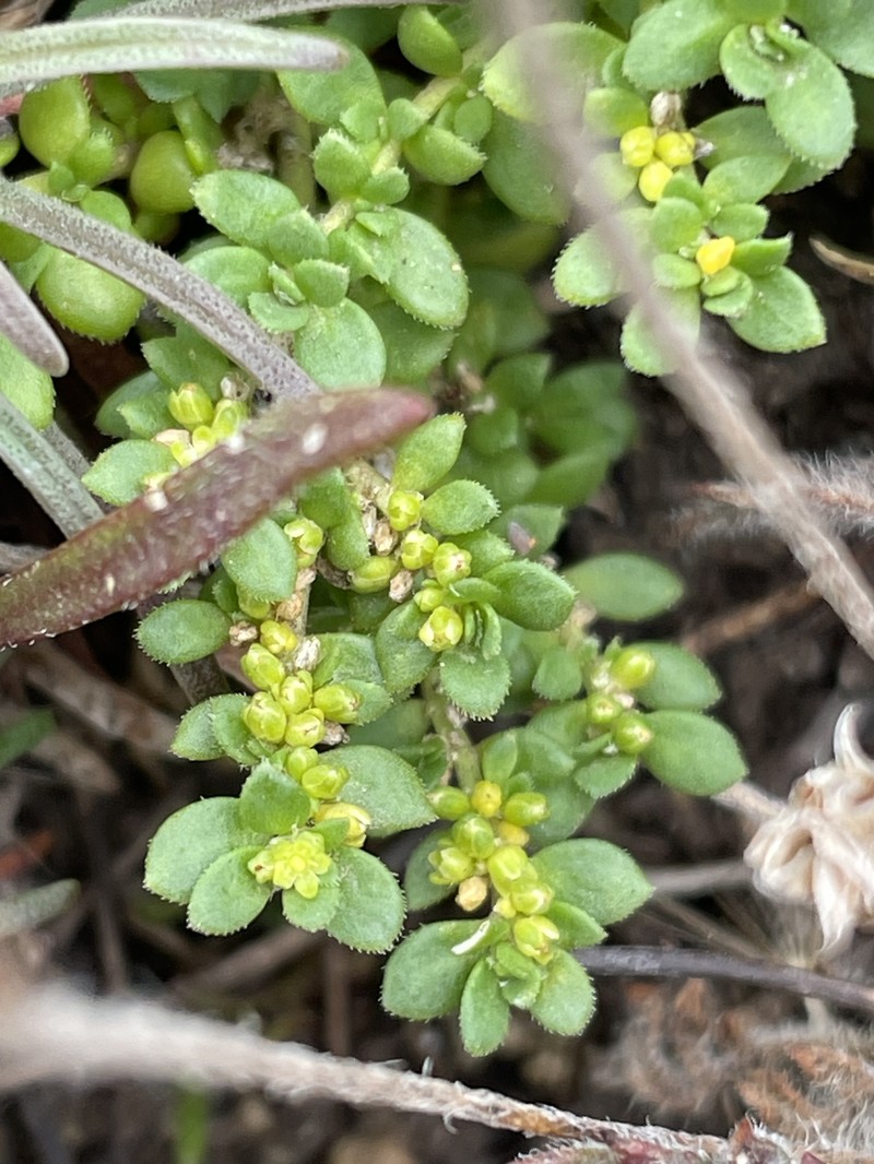 Herniaria ciliolata subsp. ciliolata photo 3