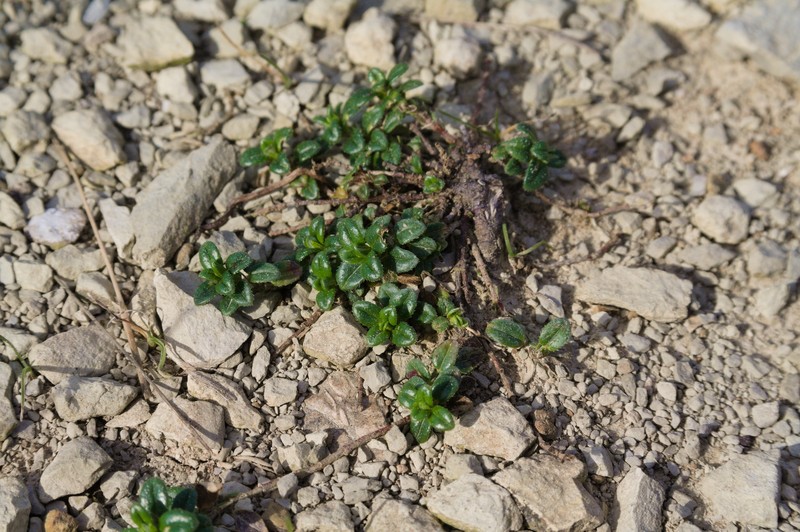 Herniaria ciliolata subsp. robusta
