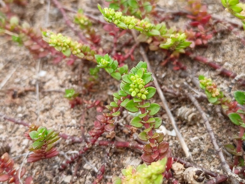 Herniaria ciliolata subsp. robusta photo 2