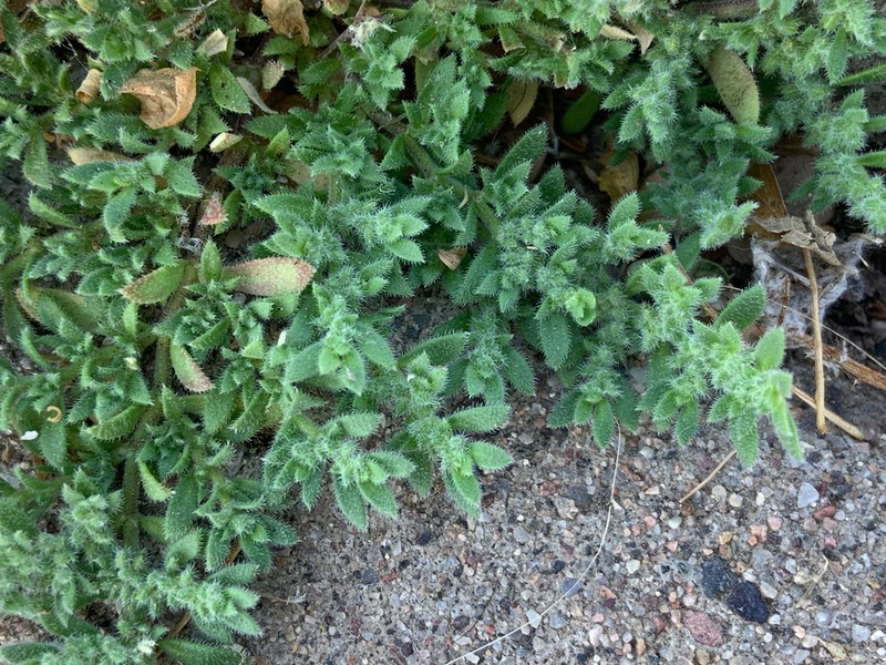 Herniaria cinerea photo 2