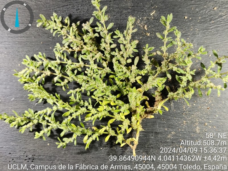 Herniaria cinerea photo 3
