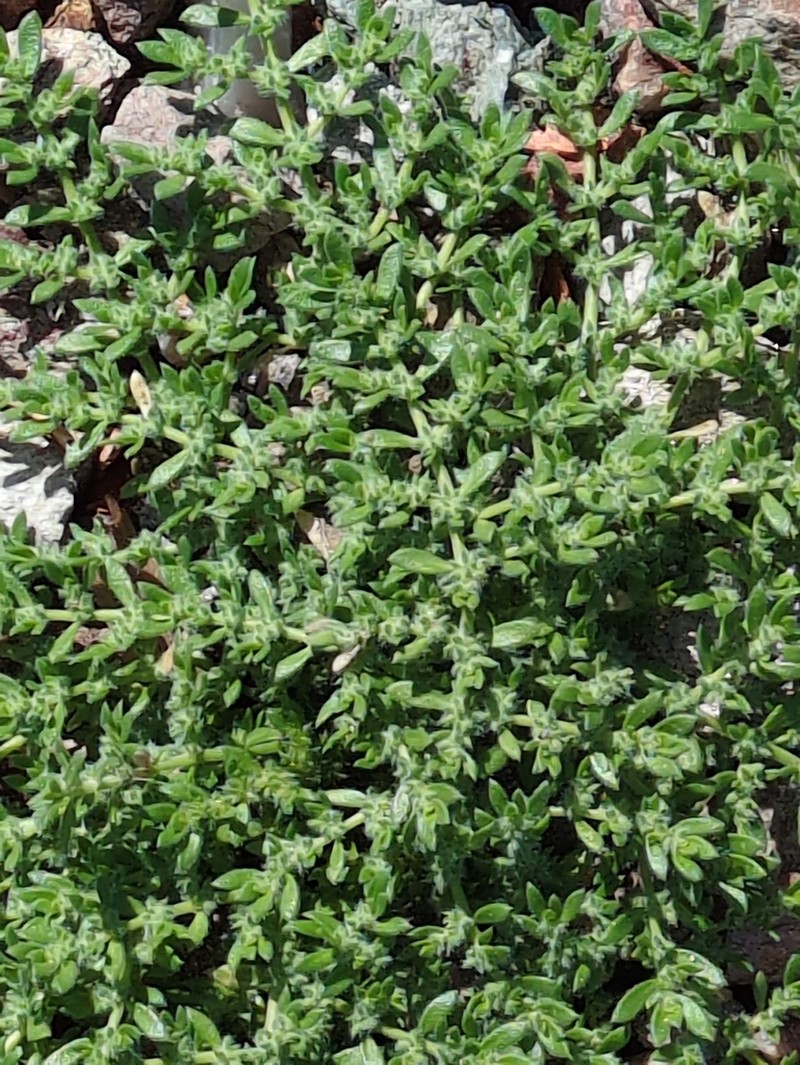 Herniaria cinerea photo 4