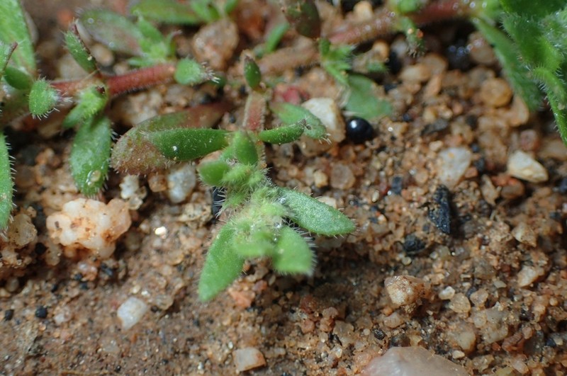 Herniaria cinerea photo 5