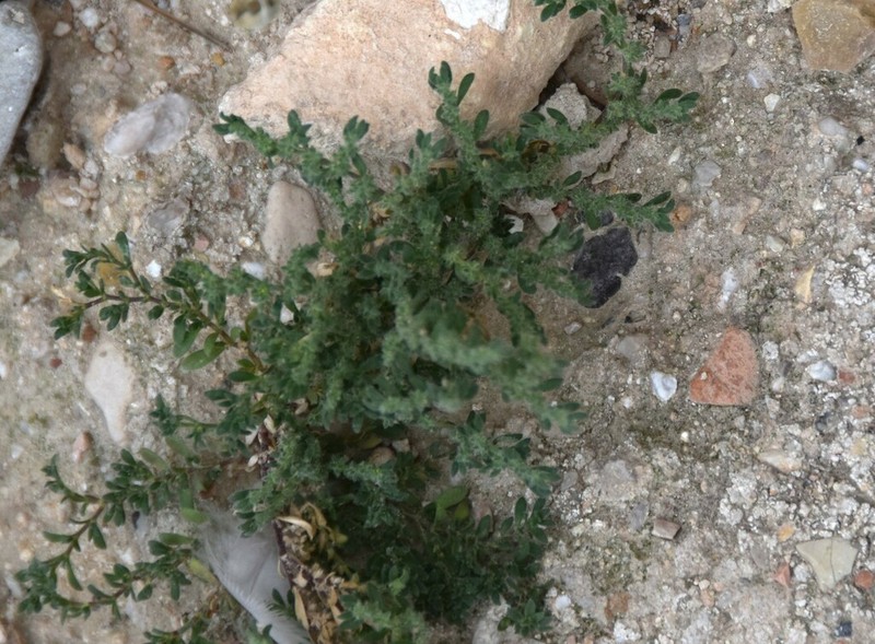 Herniaria cinerea photo 6