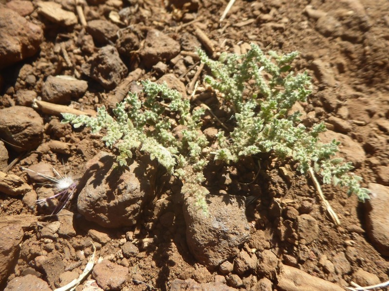 Herniaria cinerea photo 7