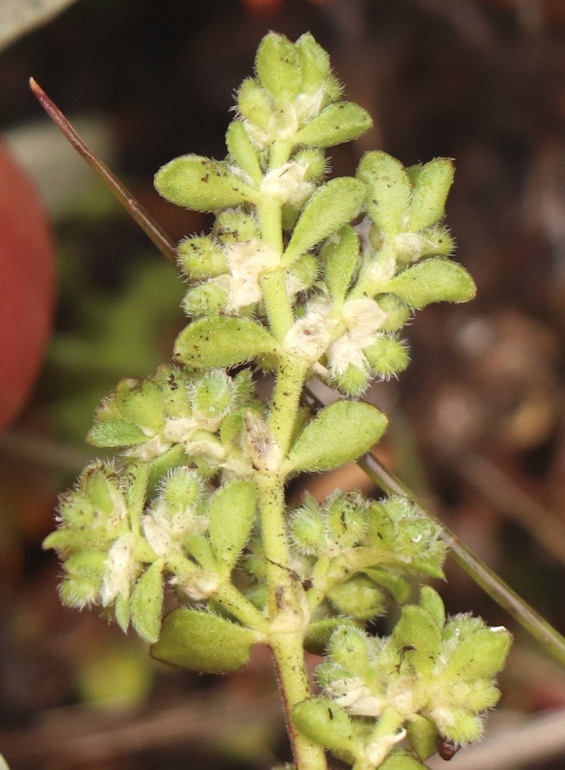 Herniaria erckertii photo 3