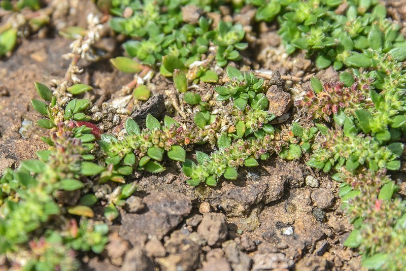 Herniaria erckertii photo 4