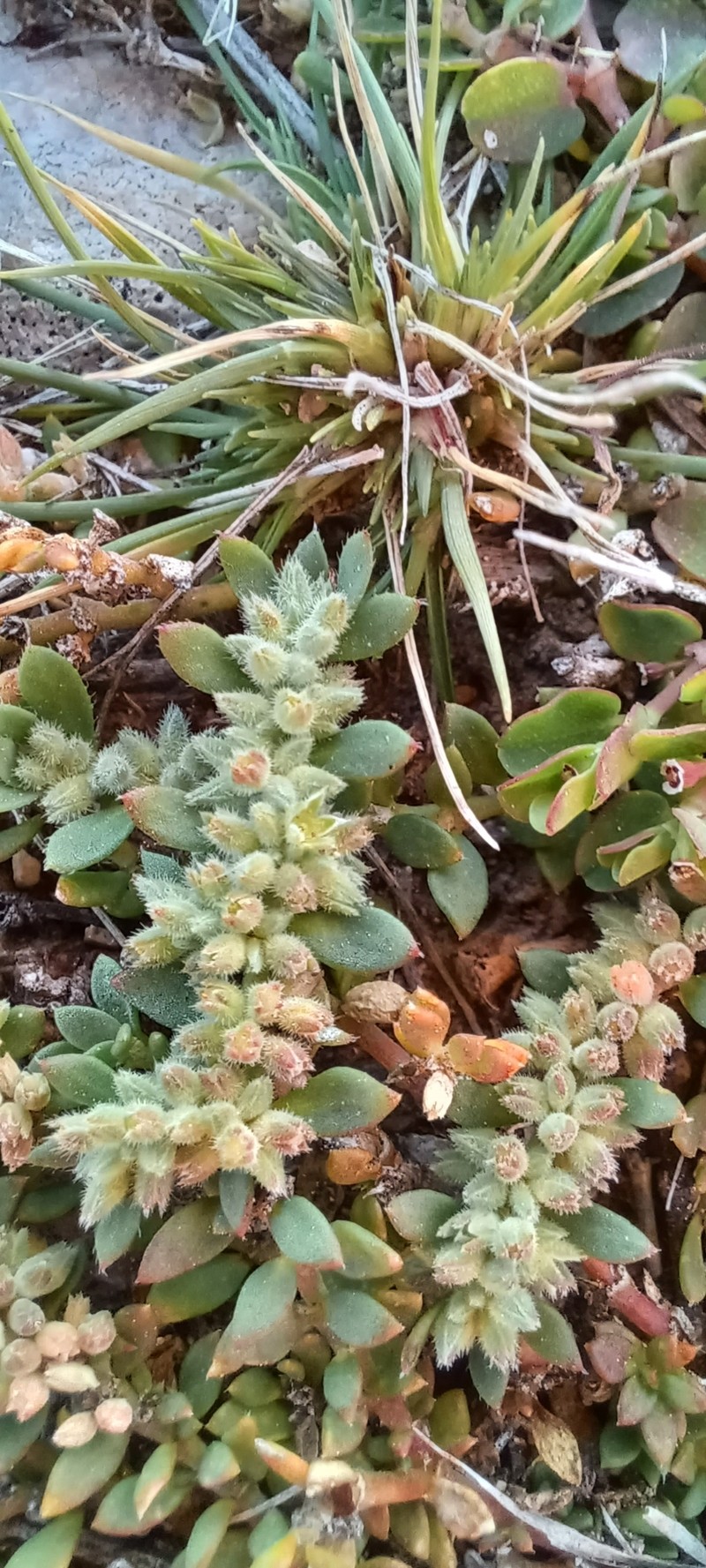Herniaria erckertii subsp. erckertii